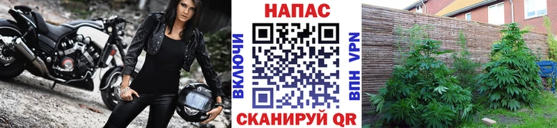 Купить где  Белая Калитва  Каннабис Amnesia 